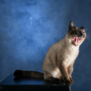 katzen-und-kaffee avatar