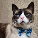 kawaii-cat-julie avatar