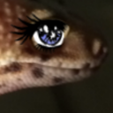 kawaii-gecko avatar