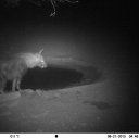 kawaiimilliye avatar