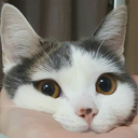 kawaiimingkitty avatar