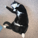 kawaiipersonapuppy avatar