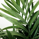 kawaiirose2002 avatar