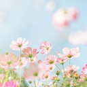 kawaiitreasures avatar