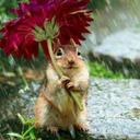 kawii-whovian-noodles avatar