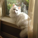 kaybedilmisruhlar avatar