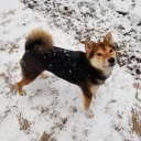 kaylee-the-shiba-inu avatar