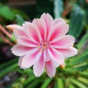 kayleighkingsley avatar