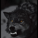 kbblackwolf avatar