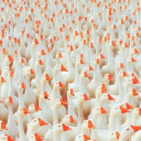 kdlwmbdiosnen avatar