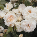 keatonstjames avatar