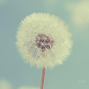 kebunbungadandelion avatar