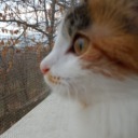 kedicikkaramel avatar