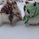 kedigillerdenbiri avatar