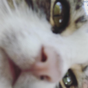 kedilervekediler avatar