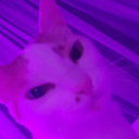 kedilerveyildizlar avatar