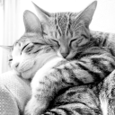 kedilerwsarkilar avatar