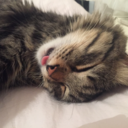 kedininplaklari avatar