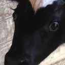 keef-the-otter avatar