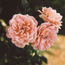 keenlemyekunsblog avatar