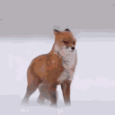 keep-both-eyes-on-trump avatar