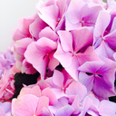 keepfollowingyourheartlines1 avatar