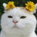 keepmewildforever avatar