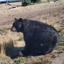 keetllama-dos avatar