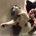 kekeikekeleki avatar