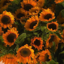 kekikkokusublog avatar