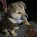 kelebekcesetleri avatar