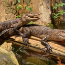 kellan-international avatar