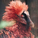 kelly-son-of-the-hunchback avatar