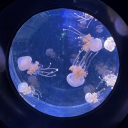 kelpforestgallery avatar