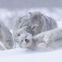 kenanthewolfpackleader avatar