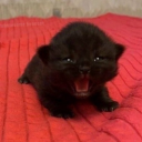 kennedies-art avatar