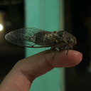 kennedyandherbugs avatar