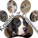 kennelsofcompassionanimalrescue avatar