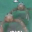 kermit-le-frog avatar