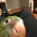 kermitthebird avatar