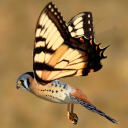 kestrels-and-katydids avatar