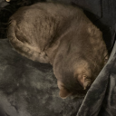 ketonetuneups avatar