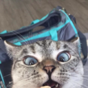 kevinthebabyboy avatar
