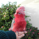 kevinthegalah avatar