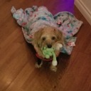 kezikatescribbling avatar