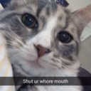 khaleesi-is-coming avatar