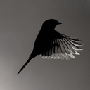 khalidattariq avatar