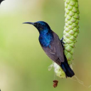 khufiya-khaufnak-antariksh avatar