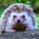 khunspikesficrecs avatar