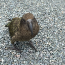 kidneystonecollector avatar